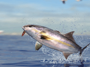 Top 5 Live Baits for Landing Amberjacks