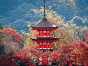 Kyoto in Bloom: Experiencing Cherry Blossom Season in Japan